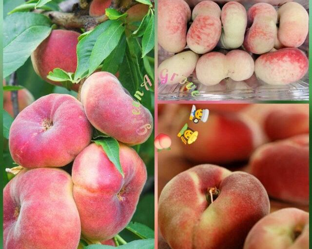 Bukan tak mampu nak beli, tak ada jual di kedai runcit pun Penangan